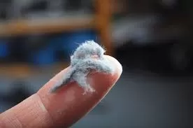 dustmites